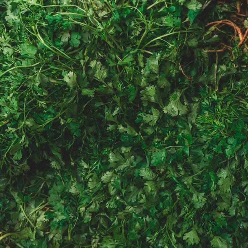 Crushed dried green herbs in close detail